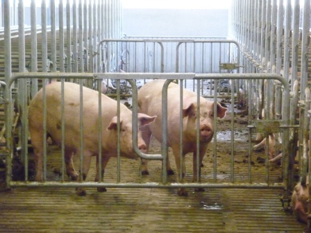 Installaties varkenssector Wim Dereu