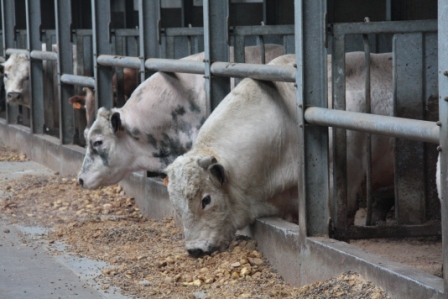 Rundvleessector Wim Dereu